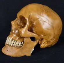 O envio gratuito de Alta artificial máscara resina manequim em tamanho natural modelo de esqueleto humano modelo de crânio 2024 - compre barato