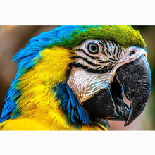 Pintura de animais com miçangas bricolagem 5d papagaios resina broca circular bordado ponto de cruz mosaico imitação de diamante pintura de decoração (2) yy 2024 - compre barato