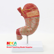 MCW010 Neurovascular del músculo gástrico, un modelo de órgano médico del Sistema Quirúrgico humano con doble anatomía del estómago grande 2024 - compra barato