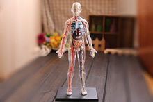 4D Master assembled medical model human anatomy transparent body anatomical model free shipping 2024 - buy cheap