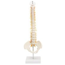 Free shiping Fexible Human spine  Pelvic anatomic Model spine layout  Human Anatomical Anatomy spinal column model 2024 - buy cheap