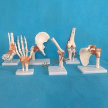 human skeleton model 6pcs joint skeleton model Shoulder, elbow, wrist, hip, knee and ankle joints model 2024 - buy cheap