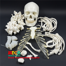 170 см человеческий скелет модель моделирования Йога медицинское обучение MGG306 2024 - купить недорого