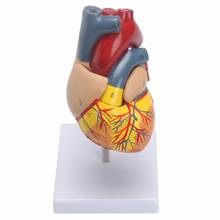 Anatomical Human Life Size Heart Model - Medical Cardiovascular Anatomy 21x11x11cm 2024 - buy cheap