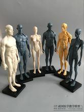 30cm Art Human Body Model Musculoskeletal Anatomy Structure Model CG Painting Sculpture Teaching 2024 - buy cheap