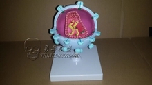 HIV structure model Medical teaching model 2024 - buy cheap