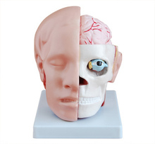 Modelo de ensino de arterial cérebro, cabeçote seccionado, frete grátis 2024 - compre barato