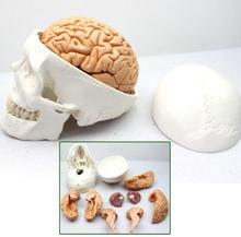Skull model skull model of human head and skull 1:1: cranial anatomy department of neurology 2024 - buy cheap