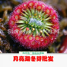 400pcs/lot Novelty Mini sundew seeds Carnivorous plants Drosera derbyensis seeds Drosera capensis(flowers Open) desk 2024 - купить недорого