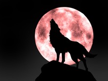 Cross-Stitch Sets Embroider Blood Moon Wolf Animal Needlework 14CT Unprinted Aida DIY Cross Stitch Kits Handmade Arts Wall Decor 2024 - buy cheap