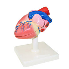 Instrumento biológico auxiliares de ensino tamanho natural anatomia cardíaca modelo artístico frete grátis 2024 - compre barato