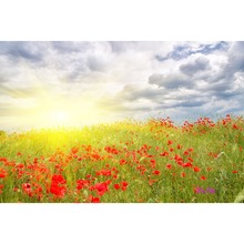 Polyester Sunlight Clouds Red Flower Background Photography Backdrop Studio Photo Props Photographic Seamless Washable No Crease 2024 - buy cheap