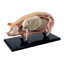 4D Pig Intelligence Assembling Toy Animal Organ Anatomy Model Medical Teaching DIY Popular Science Appliances 2024 - buy cheap