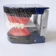 Instrumento de ferramentas dentárias m8017 modelo de dentes ortodônticas/modelo de dentes de aço 2024 - compre barato