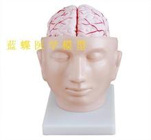 Modelo de cabeza unida a la arteria cerebral modelo de cerebro PVC material de Compras gratis 2024 - compra barato