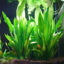 Decoração de aquário para plantas de aquário, plástico artesanal, grama, verde, 15cm de altura para aquário, plantas artificiais, decoração akvaryum dekor 2024 - compre barato