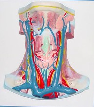 Modelo anatómico del músculo del cuello humano, modelo de enseñanza médica de Anatomía Humana, envío gratis 2024 - compra barato