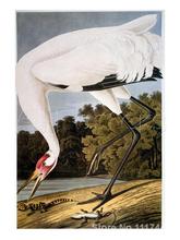 art animals Whooping Crane John James Audubon paintings home decor High quality Hand painted 2024 - buy cheap