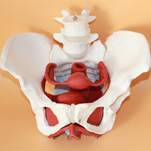 Modelo de estrutura pelvica feminina, modelo sexual feminino de bexiga de pelve com dois modelos de músculo do assoalho lombar 2024 - compre barato
