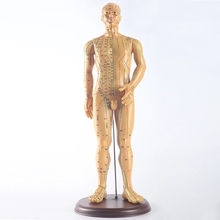 50cm Human model of acupuncture point Medical teaching male model free shipping 2024 - buy cheap