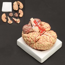 Человеческая жизнь размер мозга анатомическая модель медицинская набор 8 частей бюджет мозговые артерии модель анатомия 2024 - купить недорого