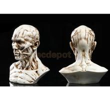 4" Human Model Anatomy Skull Head Muscle Bone Artist Drawing Antique White/ Yellow 2024 - buy cheap