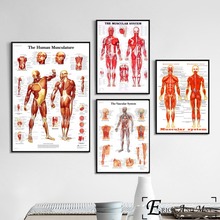 Carteles e impresiones del sistema Muscular del cuerpo humano, arte de pared, pintura en lienzo para decoración del hogar y sala de estar, sin marco 2024 - compra barato