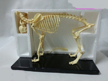 Modelo de esqueleto de animal envío gratis modelo de esqueleto de perro modelo educativo 2024 - compra barato