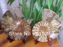 ddh00666 HUGE Madagascar Pretty Pair Slices Polished Split Ammonite Fossil 2024 - buy cheap