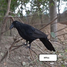 big simulation black crow model foam&furs crow doll gift about 30cm xf0391 2024 - buy cheap