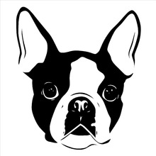 Animais bonitos adesivos de parede para o quarto boston terrier cara do cão vinil decalque da arte da parede adesivo decoração casa d531 2024 - compre barato