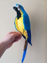 big foam&fur blue&yellow parrot model new simulation bird toy gift about 45cm 2024 - buy cheap