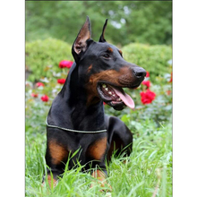 5D DIY Diamond Embroidery Doberman Pinscher Diamond Mosaic Full Square Drills Rhinestone Artwork Home Decoration C483 2024 - buy cheap