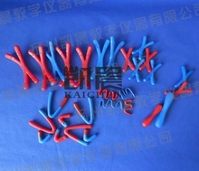 Animal and plant cells Model of meiosis chromosome change Biological equipment teaching equipment free shipping 2024 - buy cheap