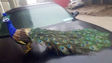 Simulação pássaro belas penas pavão duro modelo pássaro grande 100cm peacock prop casa jardim, festa decoração presente s1136 2024 - compre barato