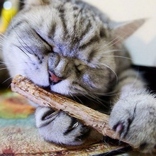 5 шт. кошка чистки зубов натуральная кошачья мята домашняя кошка молярная зубная паста палка Matatabi плод актинидии Silvervine для кошек снэки палочки 2024 - купить недорого