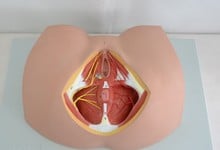 O modelo de anatomia do perineum o órgão reprodutivo feminino modelo anatômico 2024 - compre barato