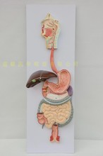 Modelo de sistema digestivo humano, perfil gástrico del tracto digestivo, nasofaríngea, modelo anatómico gástrico de intestino grande y pequeño 2024 - compra barato