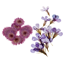 20 peças decoração de cartão com margarida seca e flores lobelia flores secas reais enfeites de flores artesanais 2024 - compre barato