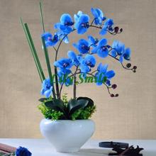Rare Blue Orchid Seeds 10pcs/bag Balcony Bonsai Butterfly Orchid Flower Home Garden DIY Moth Orchid Seeds Free Shipping 2024 - купить недорого
