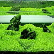 Aquário glosostigma hemianthus callitrichoides sementes água grama planta viva tanque de peixes decoração paisagem ornamento 2024 - compre barato