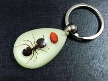 FREE SHIPPING Insect Collection Set 3PCS Real Ants Specimen in glow drop Style Keychain JEWELRY TAXIDERMY GIFT 2024 - buy cheap