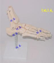 1X модель костного сустава в медицинском стиле, модель модели с каркасом, подходящая для возраста 10 лет, бесплатная доставка 2024 - купить недорого