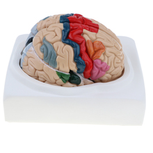 1:1 removível 8 peças de tamanho anatômico do cortex humano multicolorido 2024 - compre barato