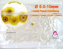 Оптом прессованные цветы 2020x жемчужные вечные желтые сушеные прессованные цветы для прессованного цветка арт-бесплатная доставка 2024 - купить недорого