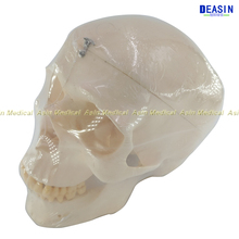 Deasin new  Dental  1:1 head Model  with teeth Medical Model  dentist learning model 2024 - buy cheap