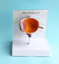Visão lateral do olho direito posterior, instrumento de ensino de auxílio para ensino de medicina 2024 - compre barato