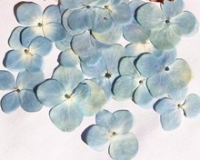 120pcs Pressed Dried Hydrangea Flower For Epoxy Resin Jewelry Making Postcard Frame Phone Case Craft DIY 2024 - buy cheap