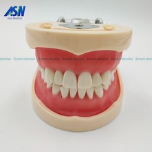 High Quality Teeth Teaching Model Dental Soft gingiva 200H Type Removable Teeth dentistry tool dentistry equipments 2024 - buy cheap