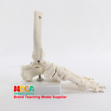 Modelo de articulación del tobillo del pie modelo de hueso del pie enseñanza médica de huesos humanos MJG003 2024 - compra barato